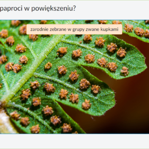 IPP - Plansze przyrodnicze - BIOLOGIA kl.5-8