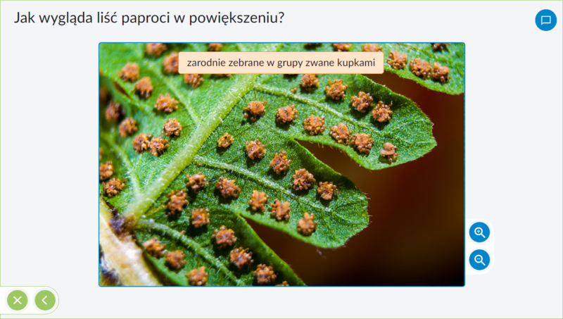 IPP - Plansze przyrodnicze - BIOLOGIA kl.5-8