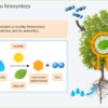 IPP - Plansze przyrodnicze - BIOLOGIA kl.5-8 — zdjęcie 3